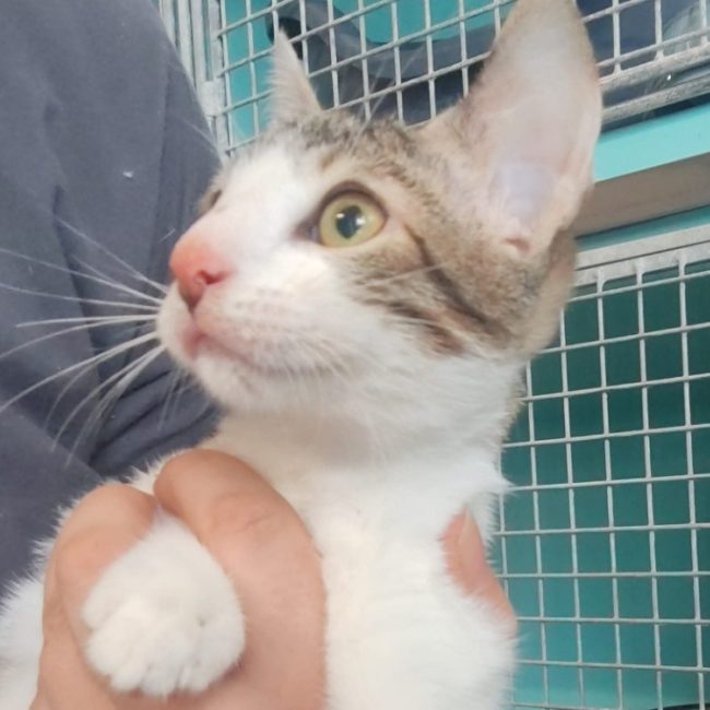 Rya - Chat Européen à adopter