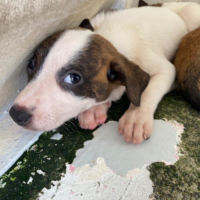 Pataya - Chien à adopter