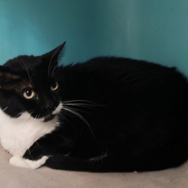 Soso - Chat Européen à adopter