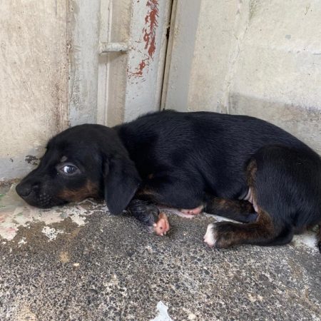 Punta - Chien à adopter