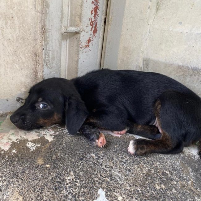 Punta - Chien à adopter