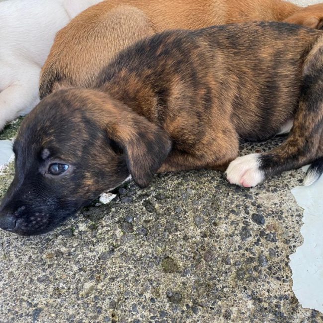 Pekin - Chien à adopter