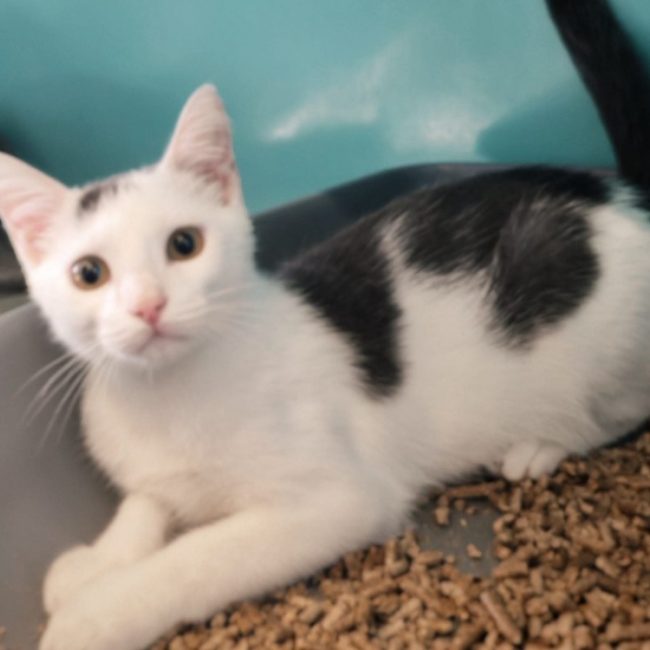Howlinou - Chat Européen à adopter