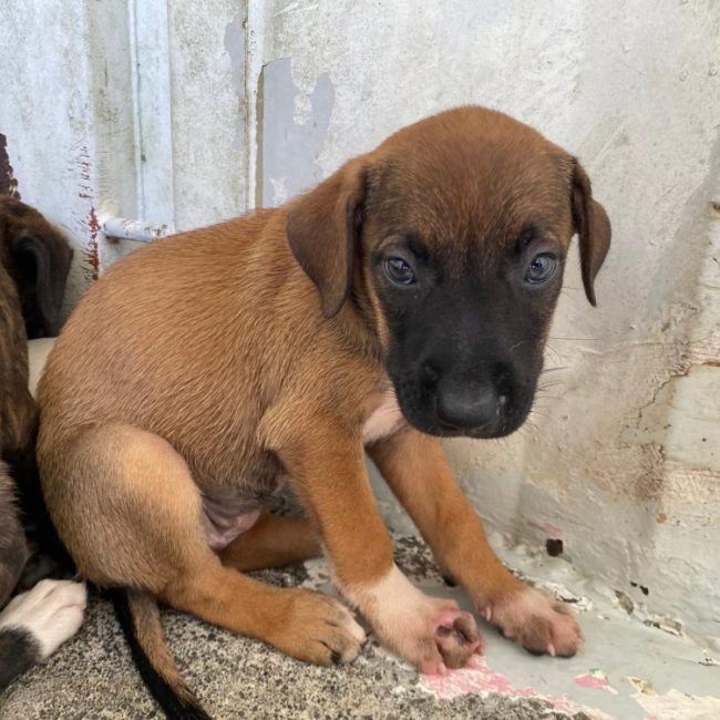 Philadelphie - Chien à adopter