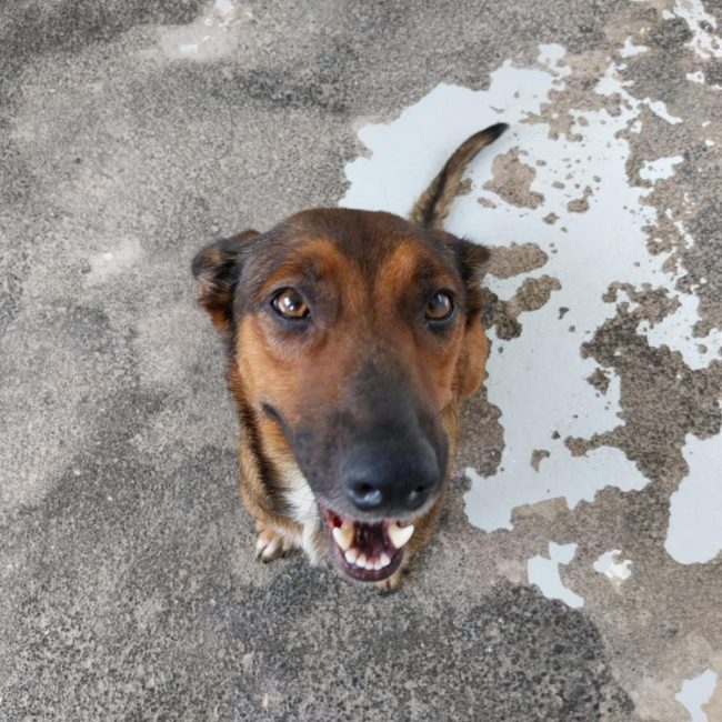 Philippine - Chien à adopter