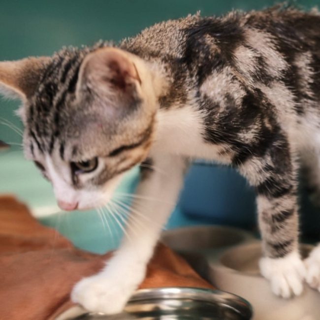 Navichou - Chat Européen à adopter