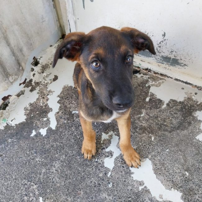 Aston - Chien à adopter
