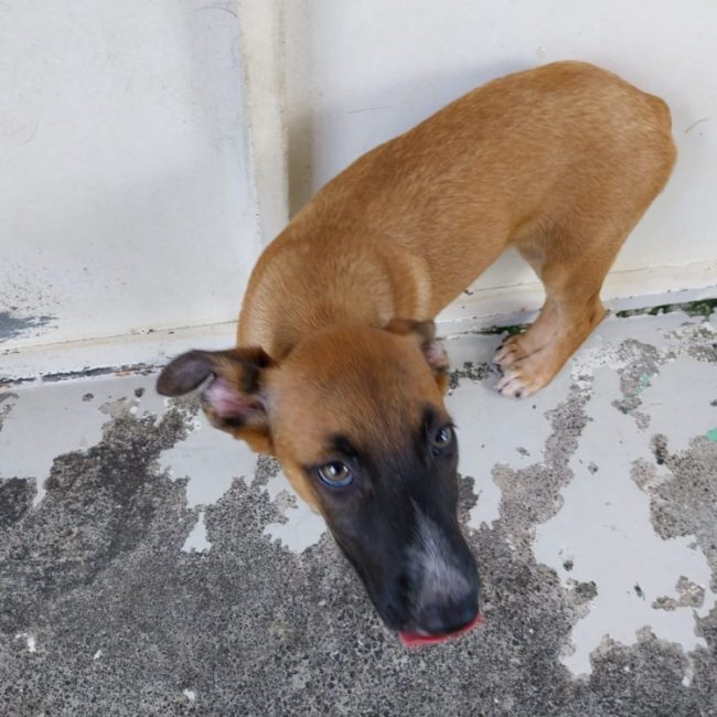 Astra - Chien à adopter