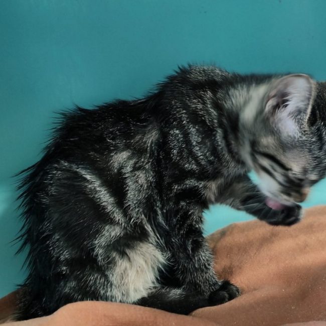 Chachou - Chat Européen à adopter