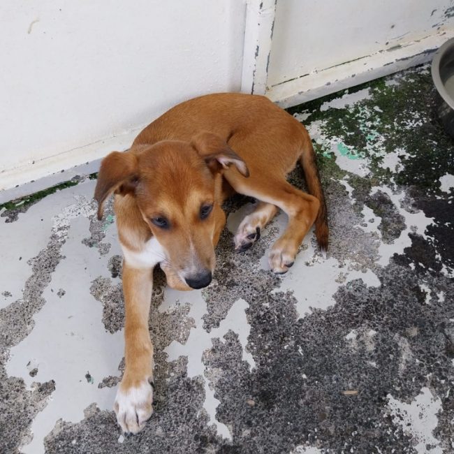 Audi - Chien à adopter
