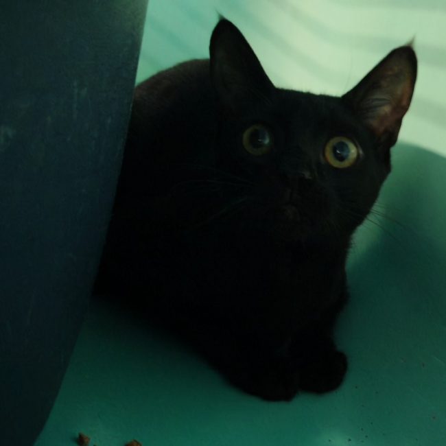 Halmi - Chat Européen à adopter