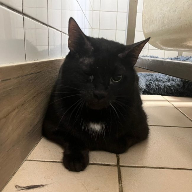 Laos - Chat Européen à adopter