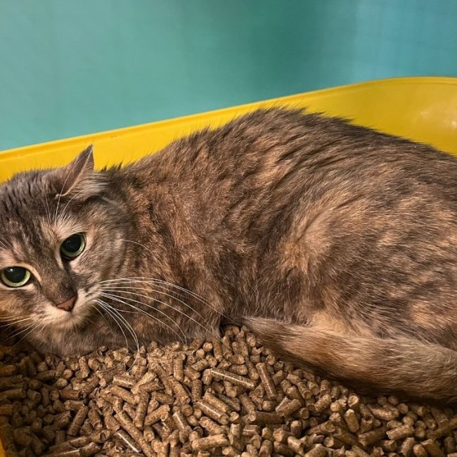 Luffa - Chat Européen à adopter