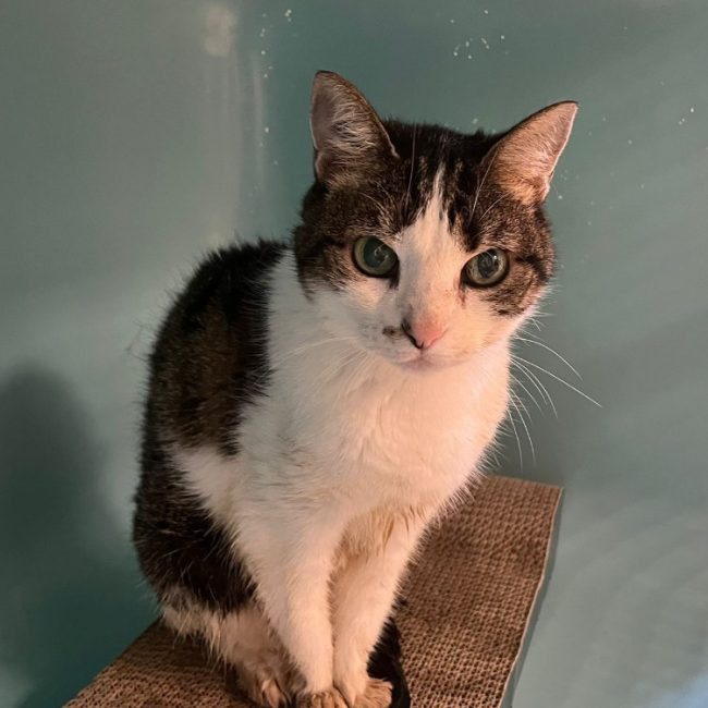 Mina - Chat Européen à adopter