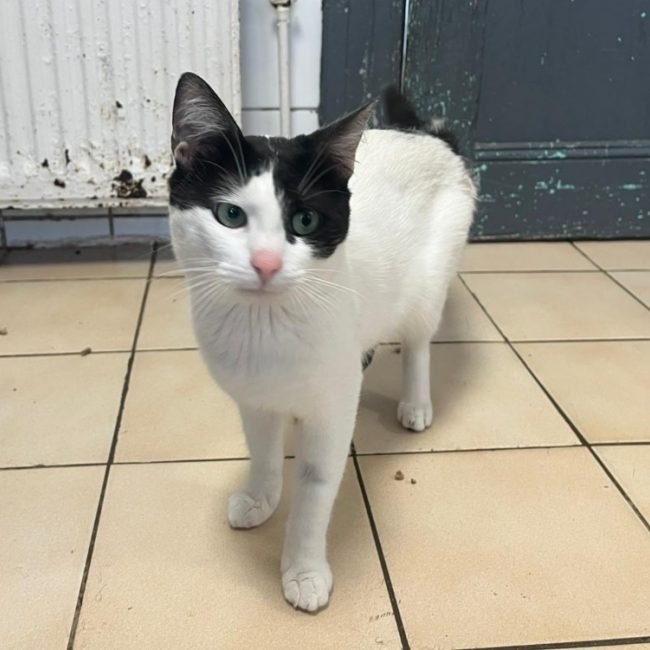 Ramzy - Chat Européen à adopter