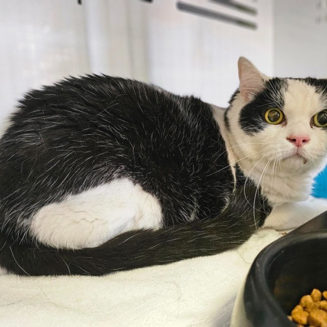 Nestor - Chat Européen à adopter
