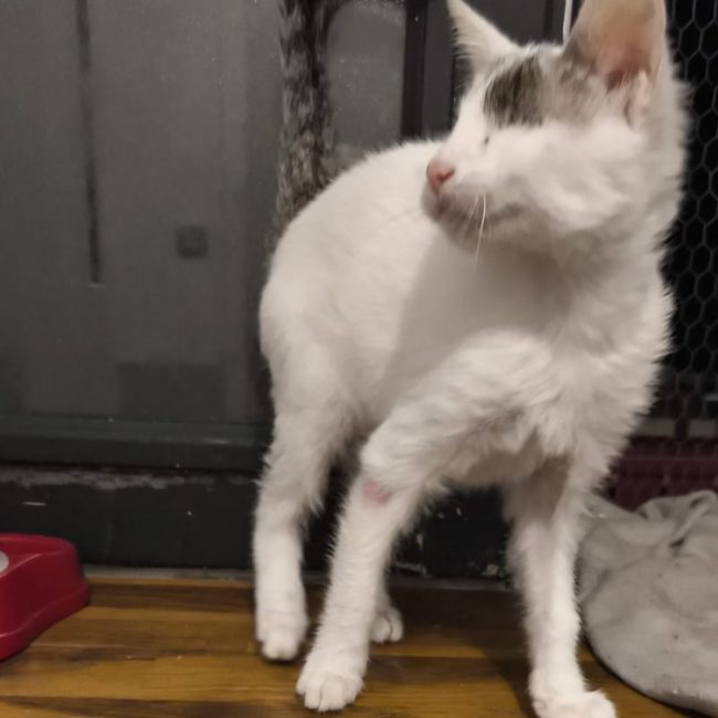 Mordicus - Chat à adopter