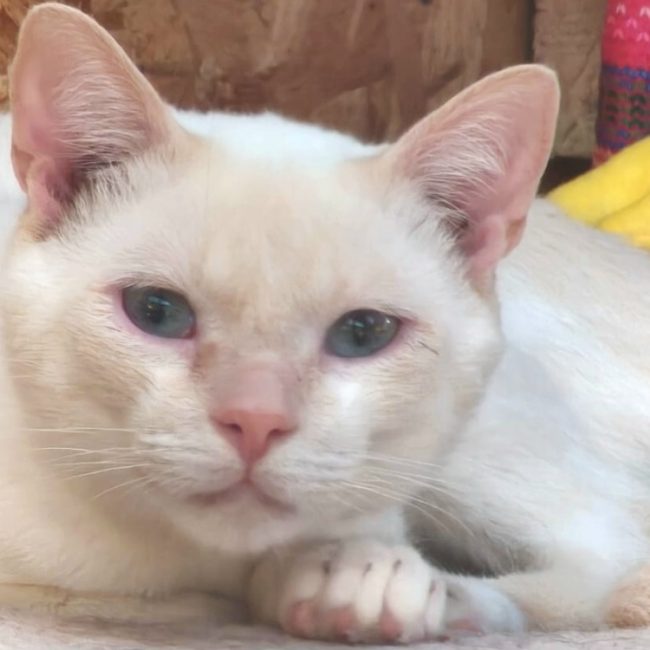 Onyx - Chat à adopter
