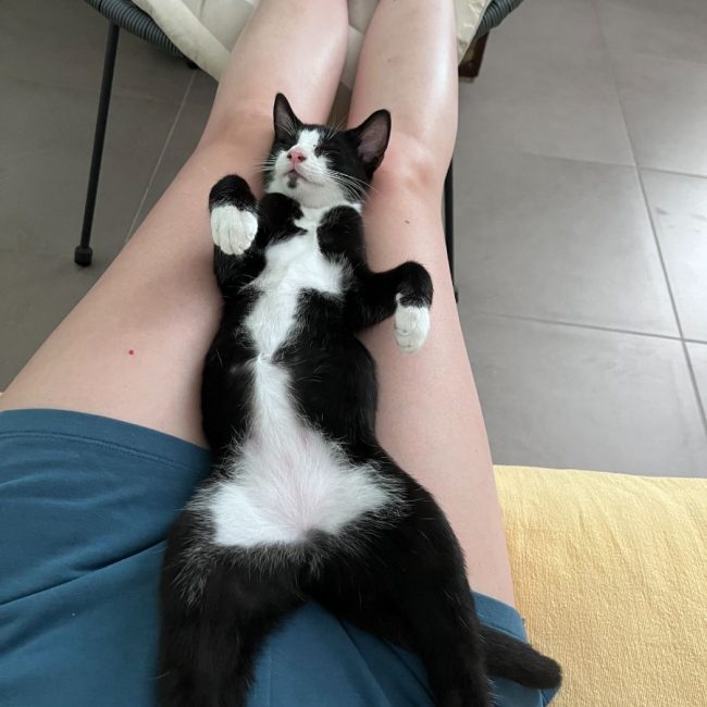 Bandit - Chat Européen à adopter