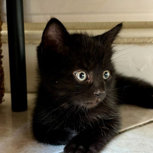 MINNIE - Chat à adopter