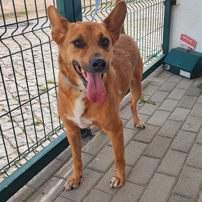 Snoopy - Chien à adopter