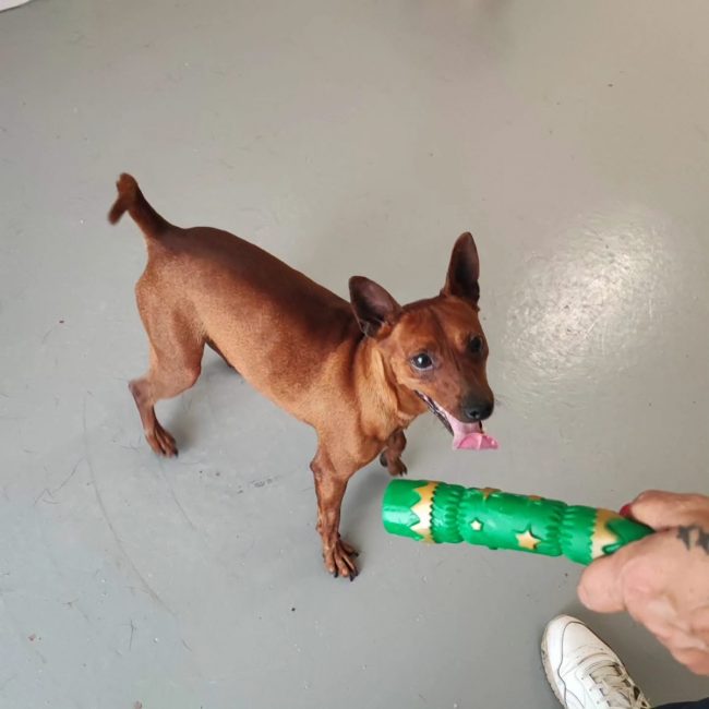 Cookie - Chien Croisé x Pinscher à adopter
