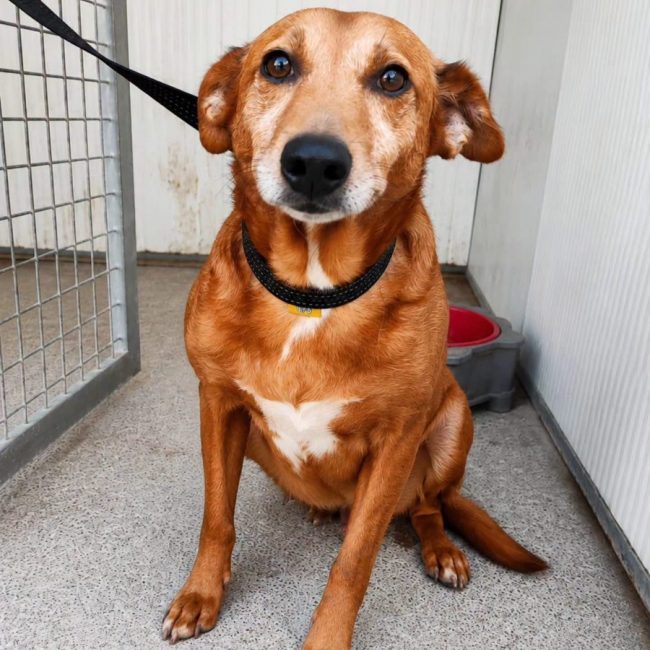 Benny - Chien à adopter