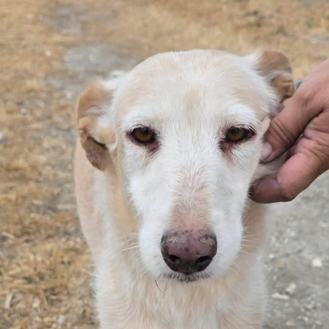 Bimba - Chien à adopter