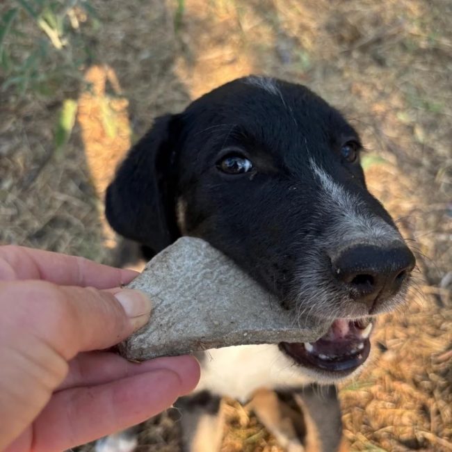 Noah - Chien à adopter