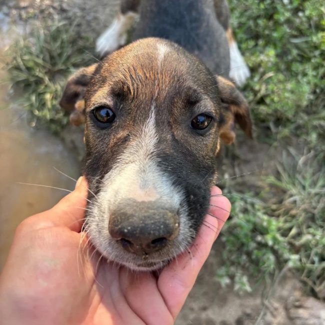 Elliot - Chien à adopter