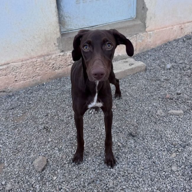 TAKE - Chien à adopter