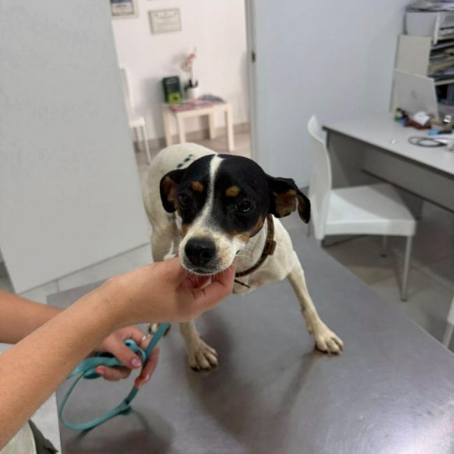 SIENA - Chien à adopter