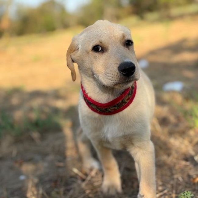 MACELA - Chien à adopter