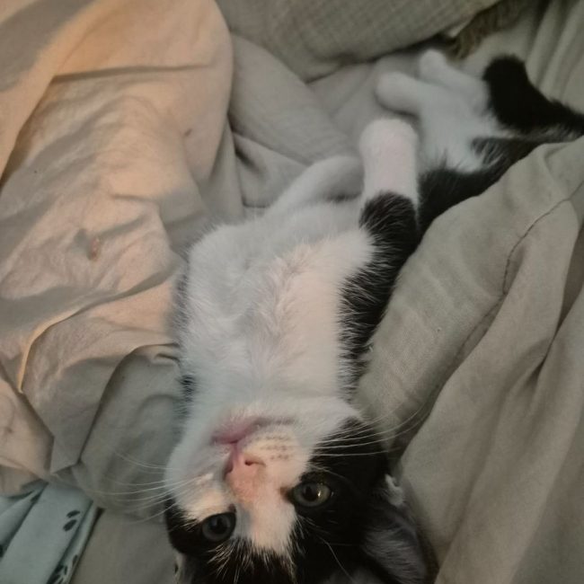OREO - Chat à adopter