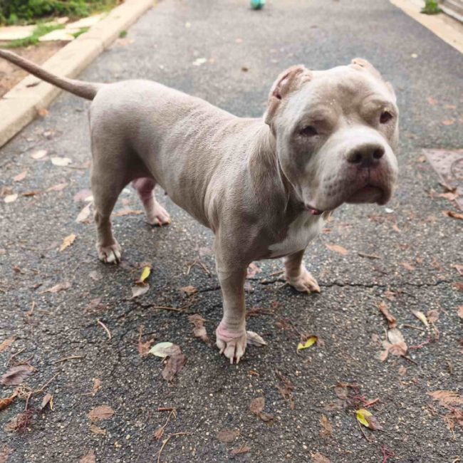 Kiara - Chien American Bully à adopter