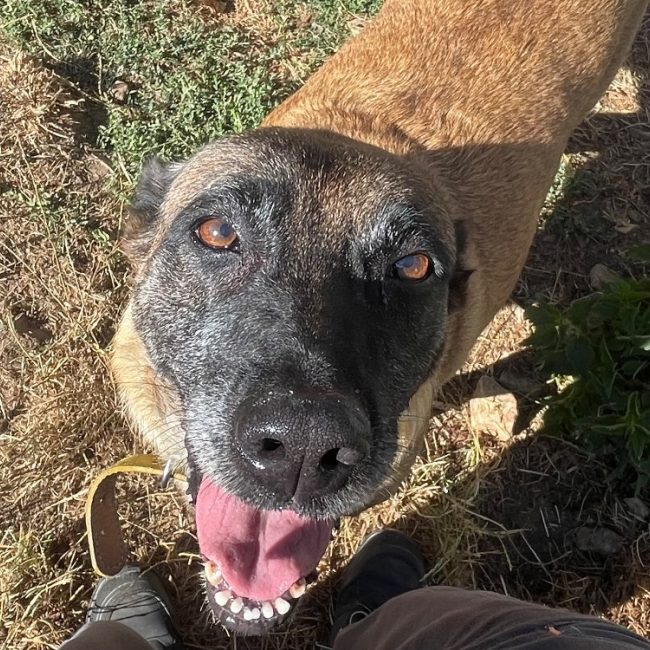 Nazca - Chien Berger Belge Malinois à adopter