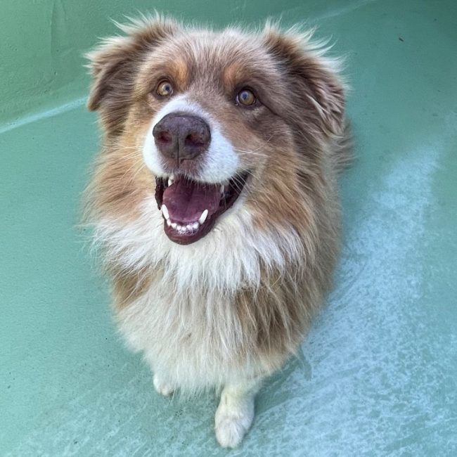 Pago - Chien à adopter