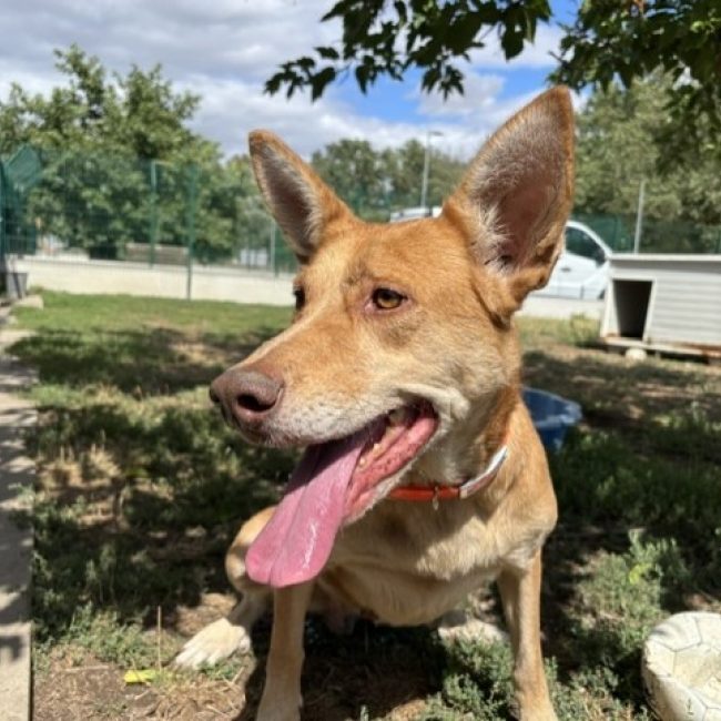 Bella - Chien à adopter