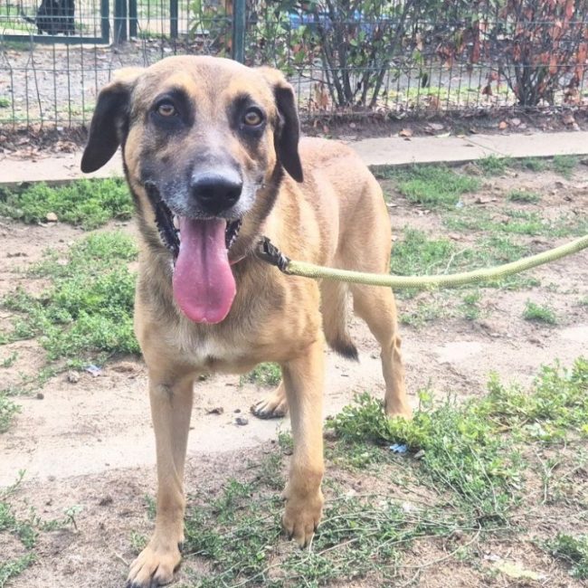 Rafale - Chien à adopter
