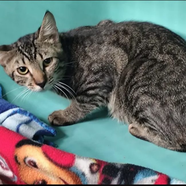 Stan - Chat Européen à adopter