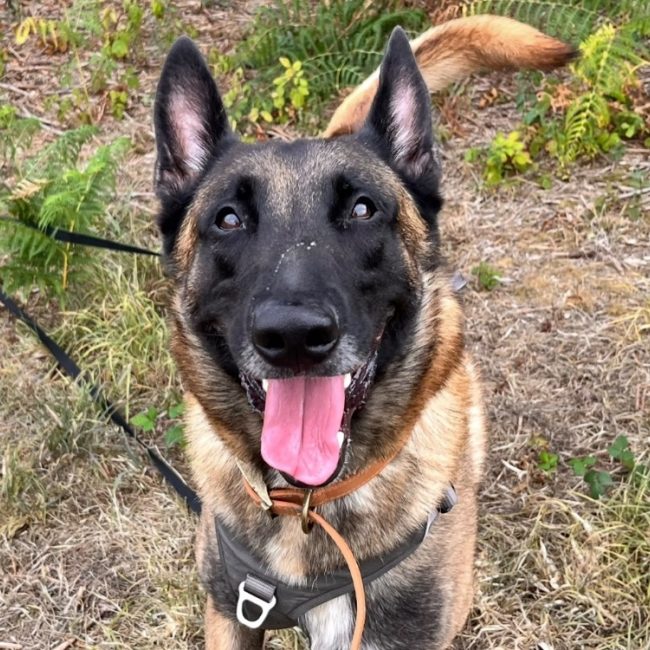 Trésor - Chien Berger Belge Malinois à adopter