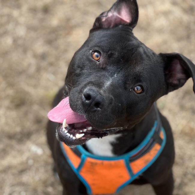 Folker - Chien Bouledogue Américain à adopter