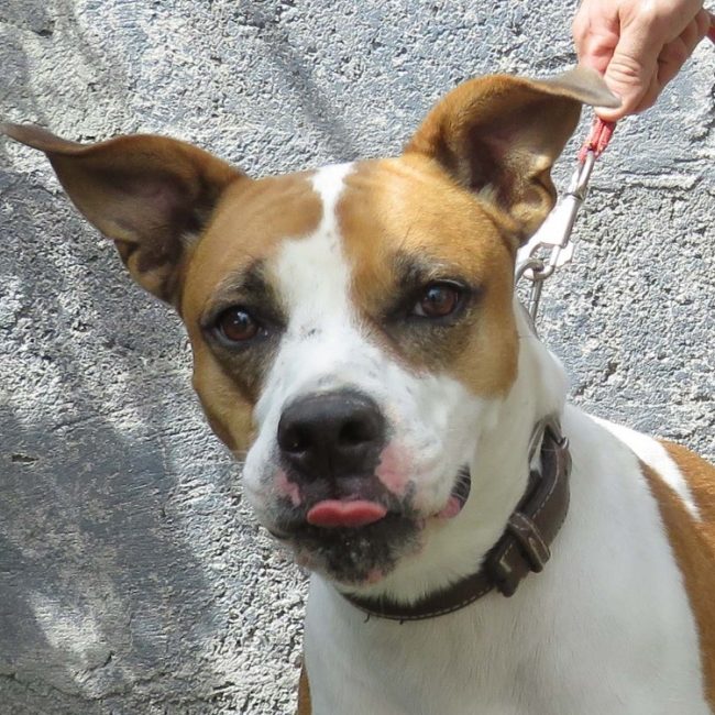 Baggie - Chien à adopter