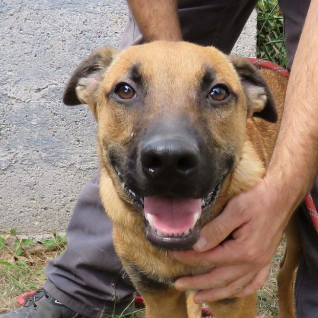 Yakari - Chien Berger Belge Malinois à adopter