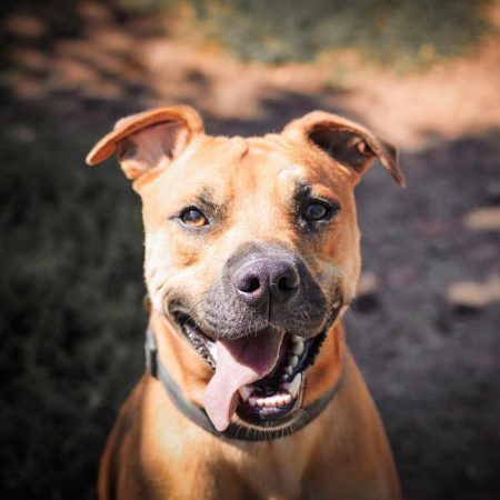 Figaro - Chien à adopter