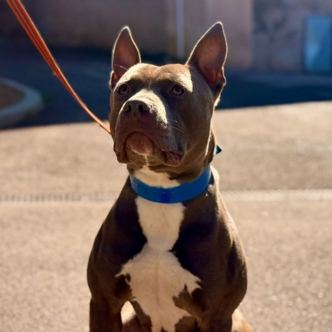 Tyson - Chien Bouledogue Américain à adopter