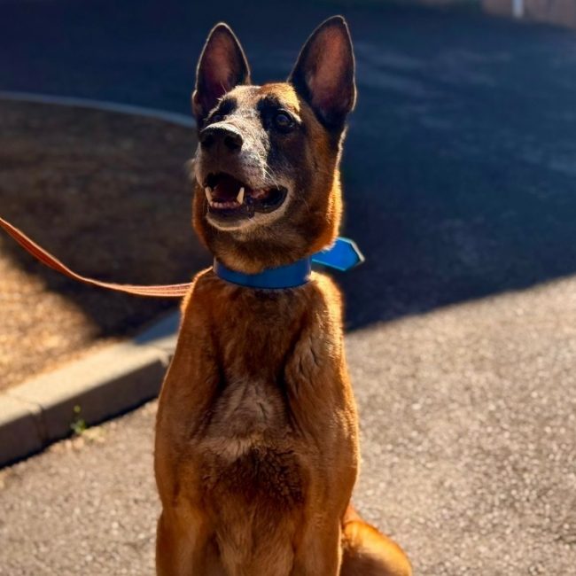 Prince - Chien Berger Belge Malinois à adopter