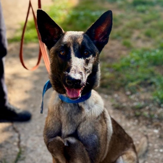 Pink - Chien Berger Belge Malinois à adopter