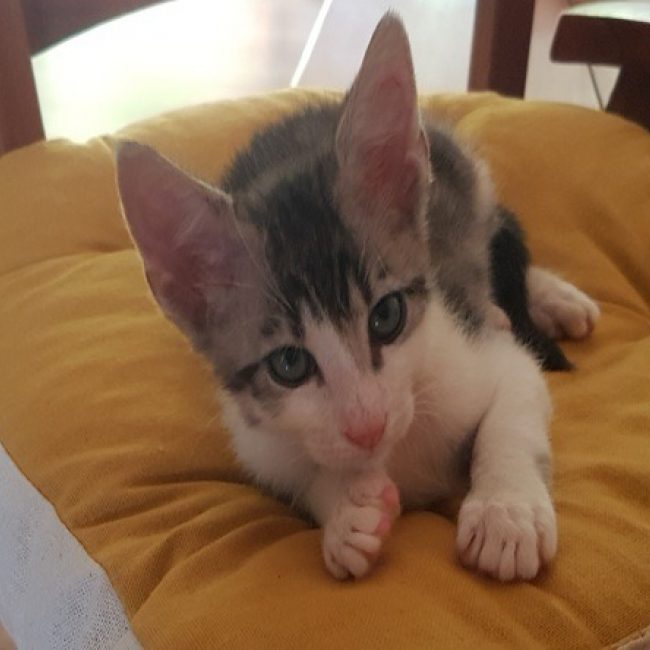 Kiki - Chat Européen à adopter
