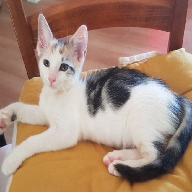 Yoshi - Chat Européen à adopter